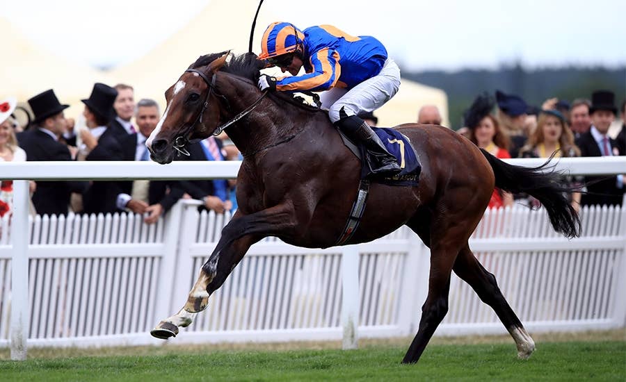 アイダホ Idaho 競馬データベース Jra Van Ver World