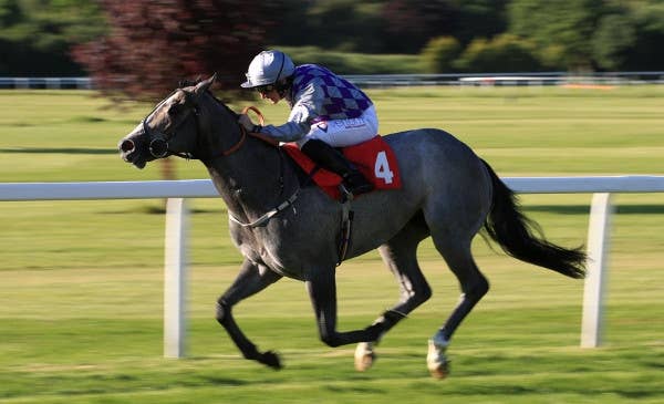 ハヴァナグレーとハートエイクの対決に注目、2歳G2フライングチルダーズS JRAVAN World 海外競馬情報サイト