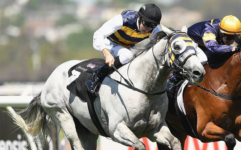 グレーライオン Grey Lion 競馬データベース Jra Van Ver World