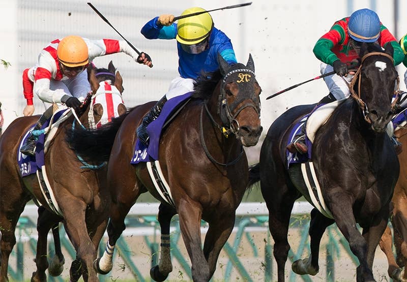 ファインニードルページ ファインニードル（Fine Needle） | 競馬データベース | JRA-VAN
