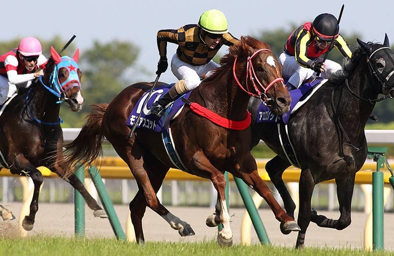 モズアスコット Mozu Ascot 競馬データベース Jra Van Ver World