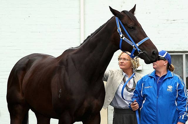 豪州の名牝ブラックキャビアの子、プリンスオブキャビアが初勝利 | JRA