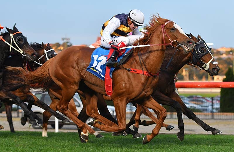 ガリックチーフテン（Gallic Chieftain） | 競馬データベース | JRA-VAN World - 海外競馬情報サイト