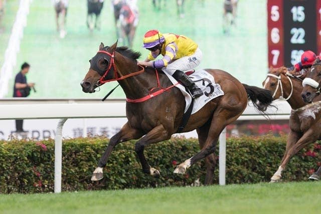 香港ダービー馬ピンハイスター 故障発生で今季絶望に Jra Van Ver World