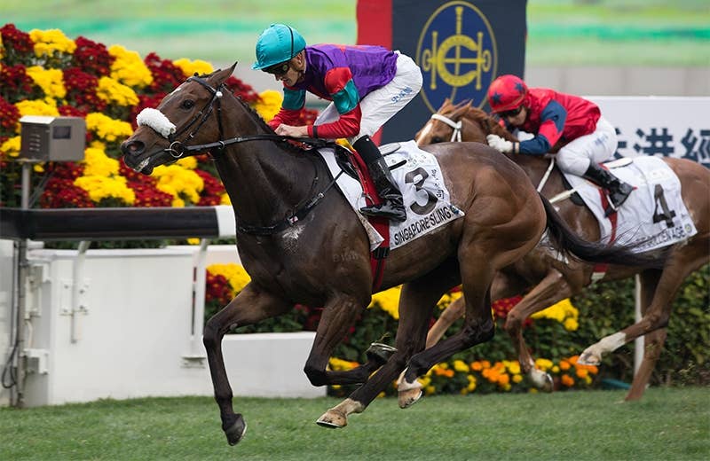 競馬ファンの方、海外レース、優勝馬 シンガポールスリング（Singapore Sling） | 競馬データベース | JRA