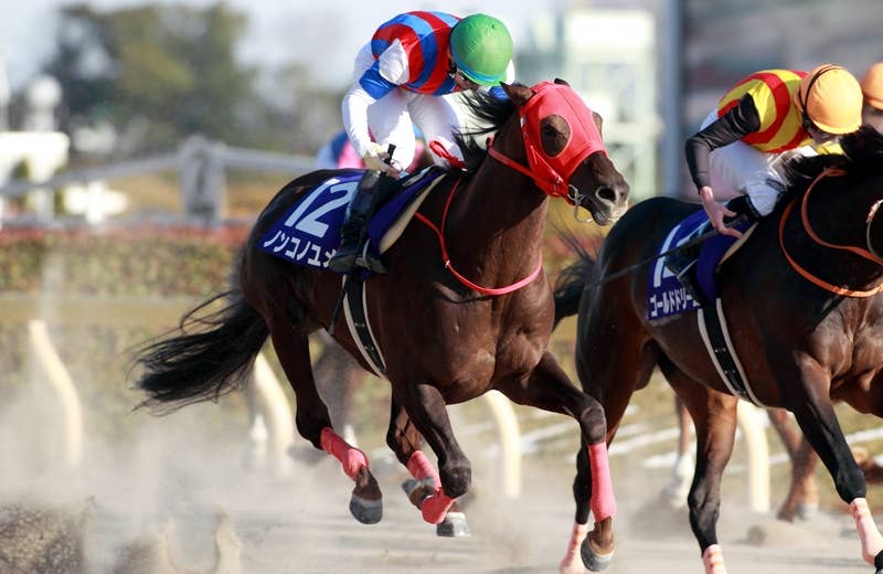 ノンコノユメ（Nonkono Yume） | 競馬データベース | JRA-VAN World