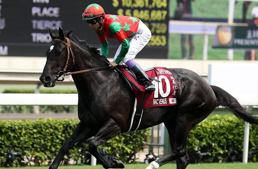 ナックビーナス（Nac Venus） | 競馬データベース | JRA-VAN World