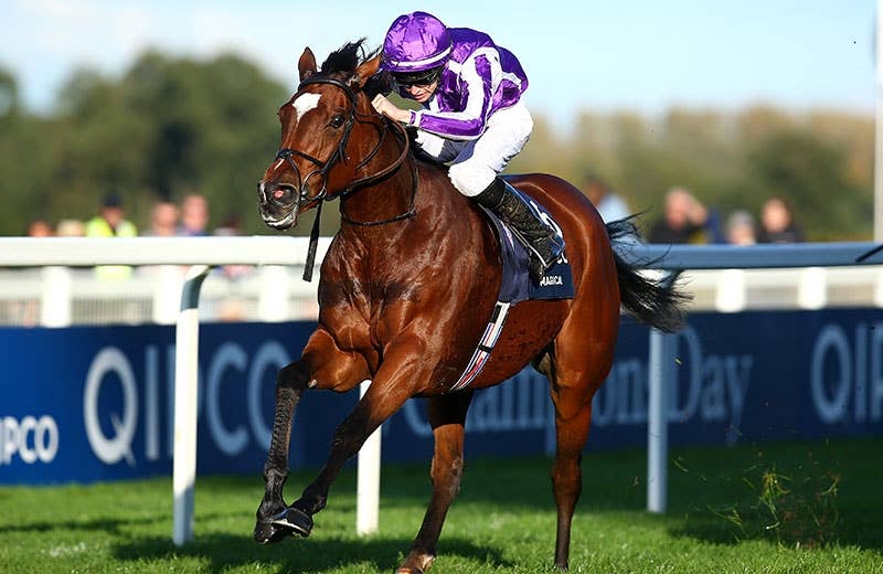 マジカル（Magical） | 競馬データベース | JRA-VAN World