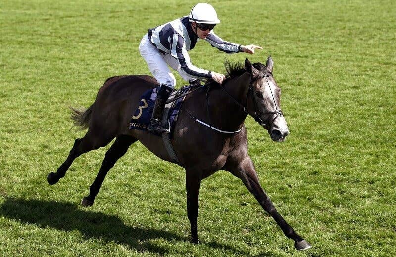 アルファセントーリ(Alpha Centauri) 競馬データベース JRAVAN World 海外競馬情報サイト