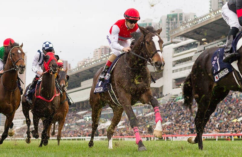 ディアドラ（Deirdre） 競馬データベース JRA-VAN World 海外競馬情報サイト