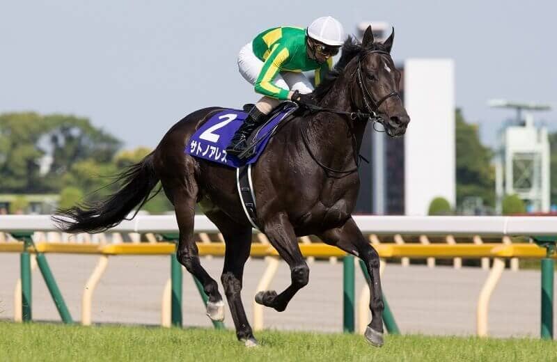 サトノアレス Satono Ares 競馬データベース Jra Van Ver World