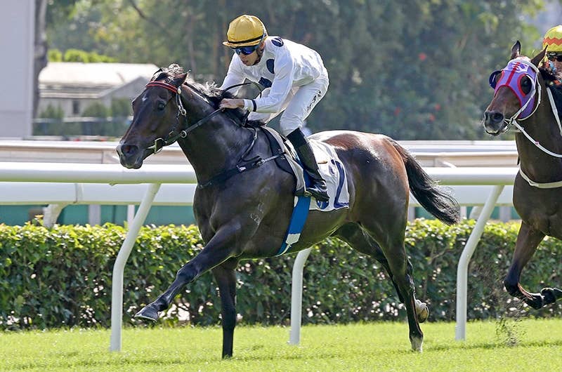 ゴールデンシックスティ Golden Sixty 競馬データベース Jra Van Ver World