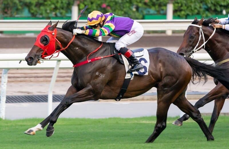 パーフェクトマッチ Perfect Match 競馬データベース Jra Van Ver World