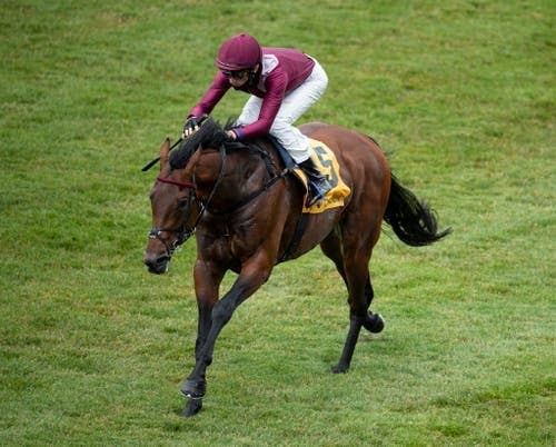 ゴスデン調教師 仏ダービー馬ミシュリフでのサウジc参戦に意欲 Jra Van Ver World