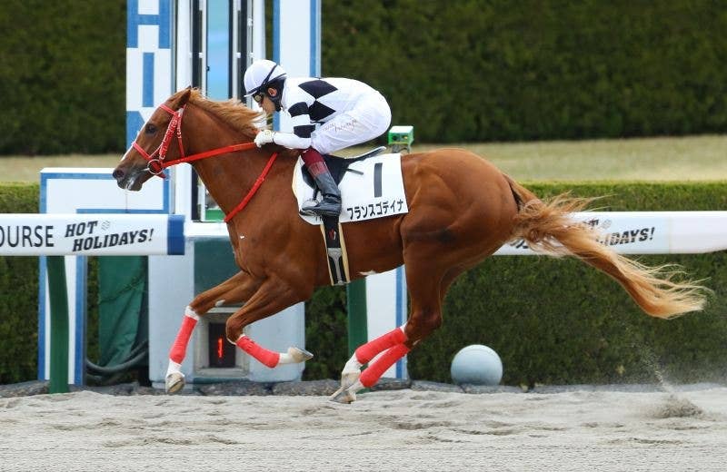 フランスゴデイナ 競馬データベース Jra Van Ver World