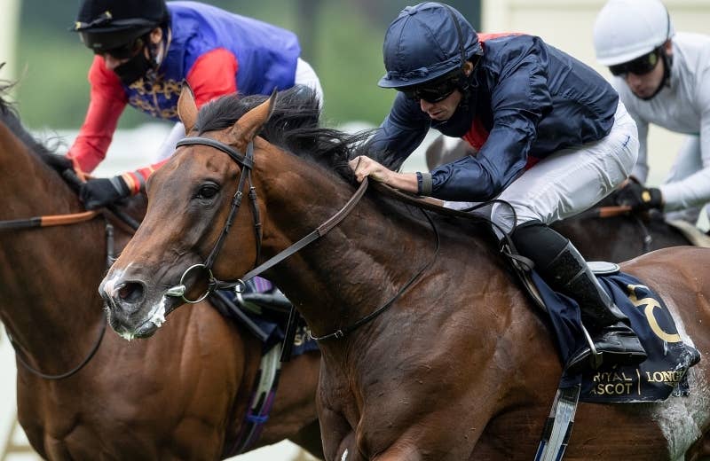 ロシアンエンペラー(Russian Emperor) 競馬データベース JRAVAN World 海外競馬情報サイト