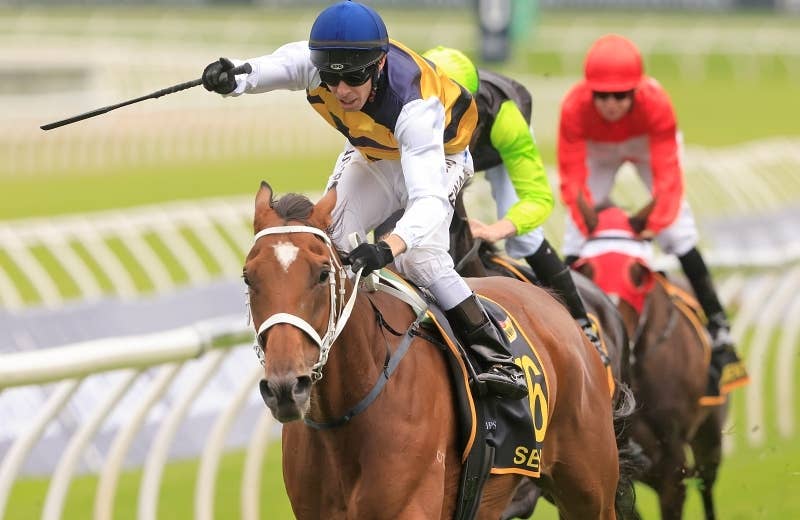 セリノ（Selino） | 競馬データベース | JRA-VAN World - 海外