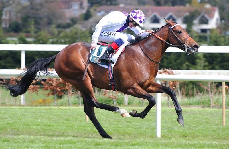 ポエティックフレア（Poetic Flare） | 競馬データベース | JRA-VAN