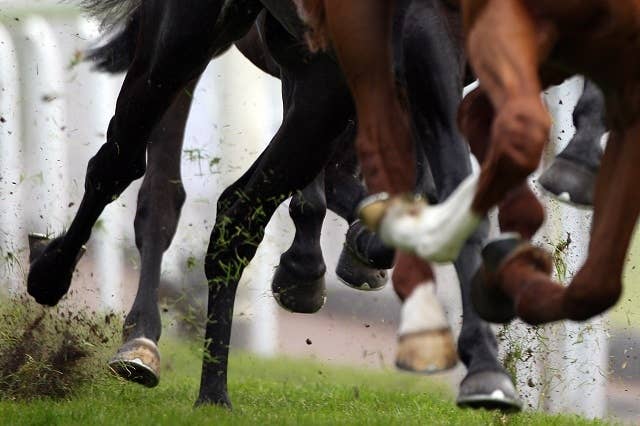 伝説の2歳王者アラジが死去、欧州年度代表馬と米最優秀2歳牡馬をダブル
