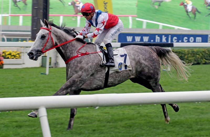 ビッグパーティー Big Party 競馬データベース Jra Van Ver World