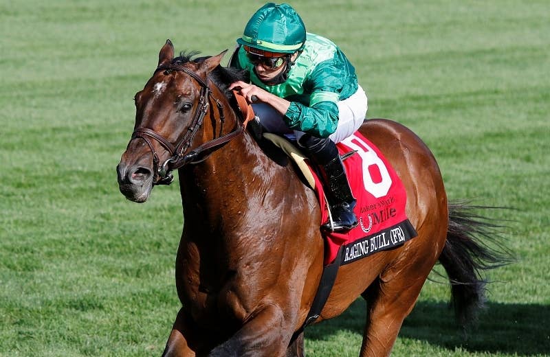 レイジングブル Raging Bull 競馬データベース Jra Van Ver World
