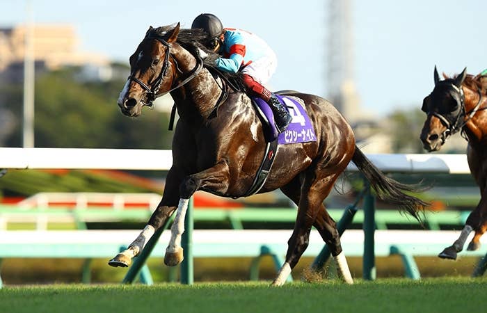 ピクシーナイト（Pixie Knight） | 競馬データベース | JRA-VAN World - 海外競馬情報サイト