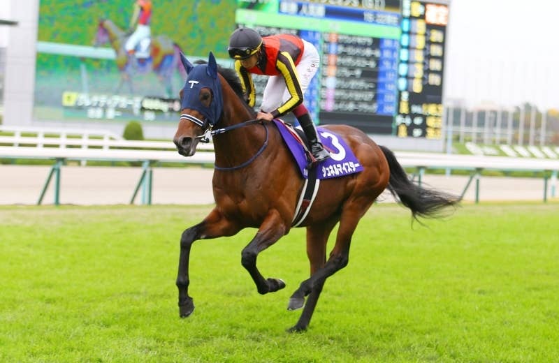 シュネルマイスター（Schnell Meister） | 競馬データベース