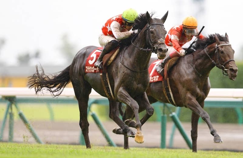 ステラヴェローチェ（Stella Veloce） | 競馬データベース | JRA-VAN