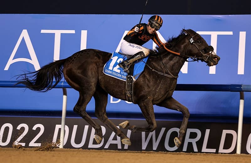 スイッツァランド（Switzerland） | 競馬データベース | JRA-VAN World