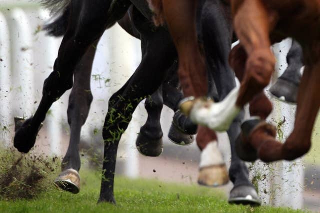 １９８５）サンデーサイレンス (Sunday Silence)写真額　競馬関係 サンデーサイレンス（Sunday Silence） | 競馬データベース