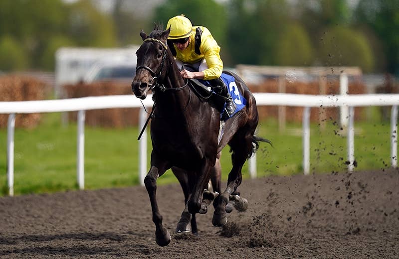 モンジュー　海外馬馬券38枚 モンジュー 海外馬馬券38枚 モンジュー (Montjeu) | 競走馬