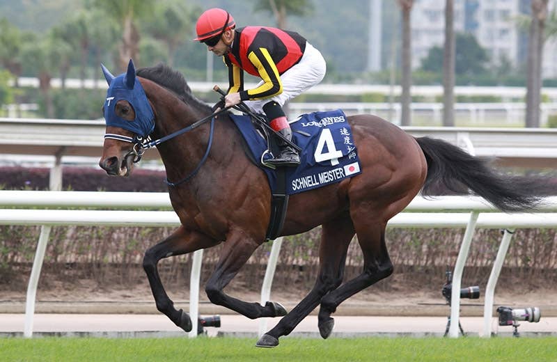 シュネルマイスター（Schnell Meister） | 競馬データベース | JRA-VAN