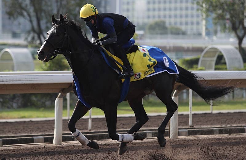 ジャンダルム（Gendarme） | 競馬データベース | JRA-VAN World - 海外