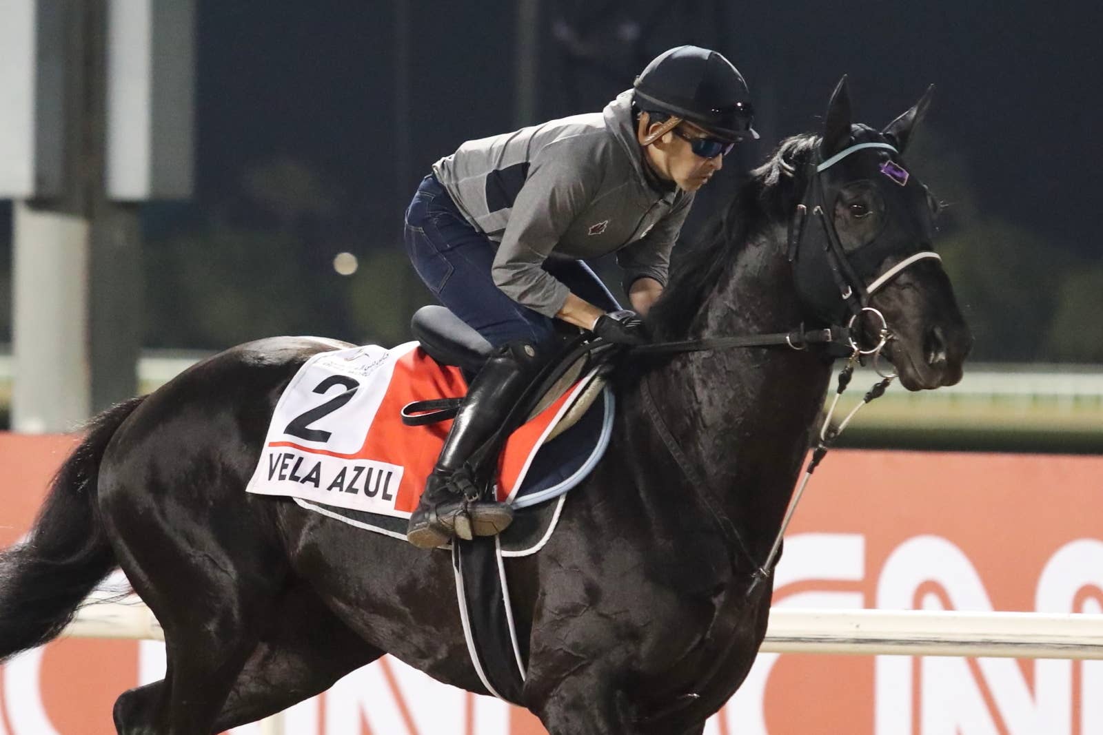 競馬　ヴェラアズール　アイドルホース　優勝レイ　馬着 競馬 ヴェラアズール アイドルホース 優勝レイ 馬着 競馬 ヴェラ