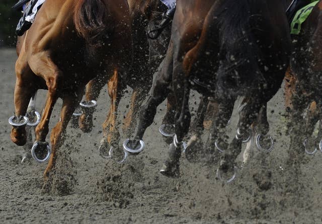 日本で供用の種牡馬ディスクリートキャットが死亡、オオバンブルマイなど輩出 JRAVAN World 海外競馬情報サイト