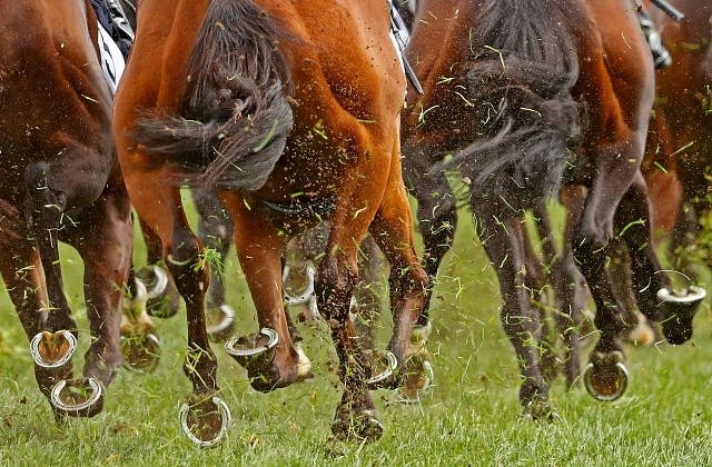 連闘のコヴァリカ、豪G1クイーンズランドダービーを圧勝 JRAVAN World 海外競馬情報サイト