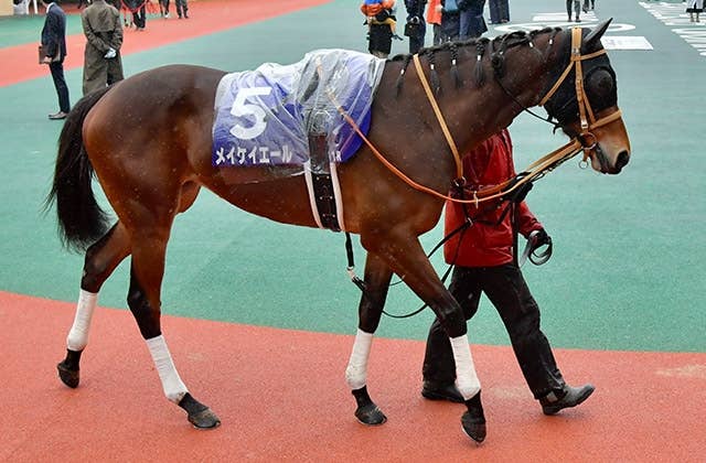 メイケイエールが池添騎手で米BC参戦 出走候補は2レース 武英師「馬の