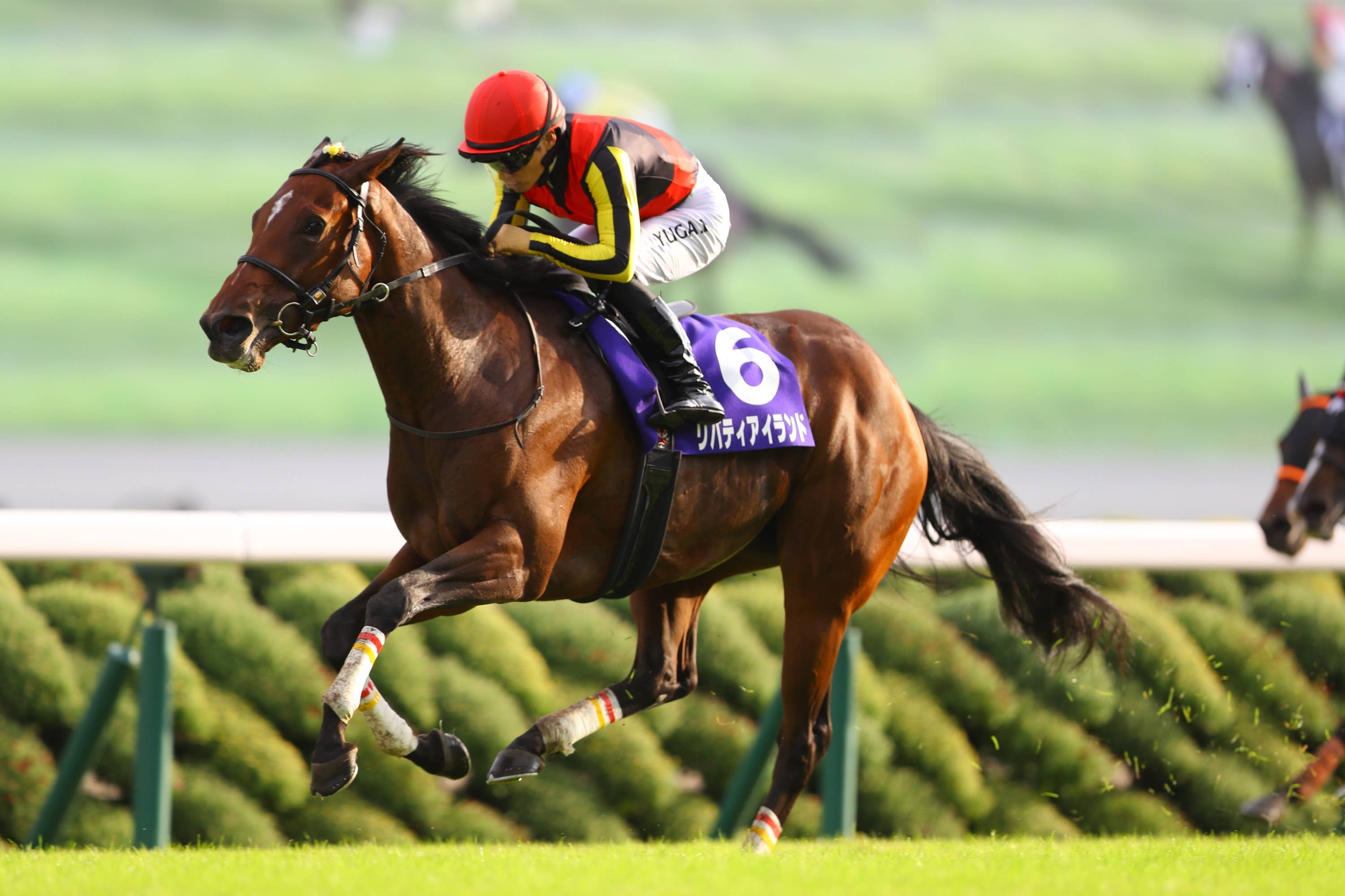 香港国際競走】日本馬のレース登録一覧 | JRA-VAN World - 海外競馬情報サイト