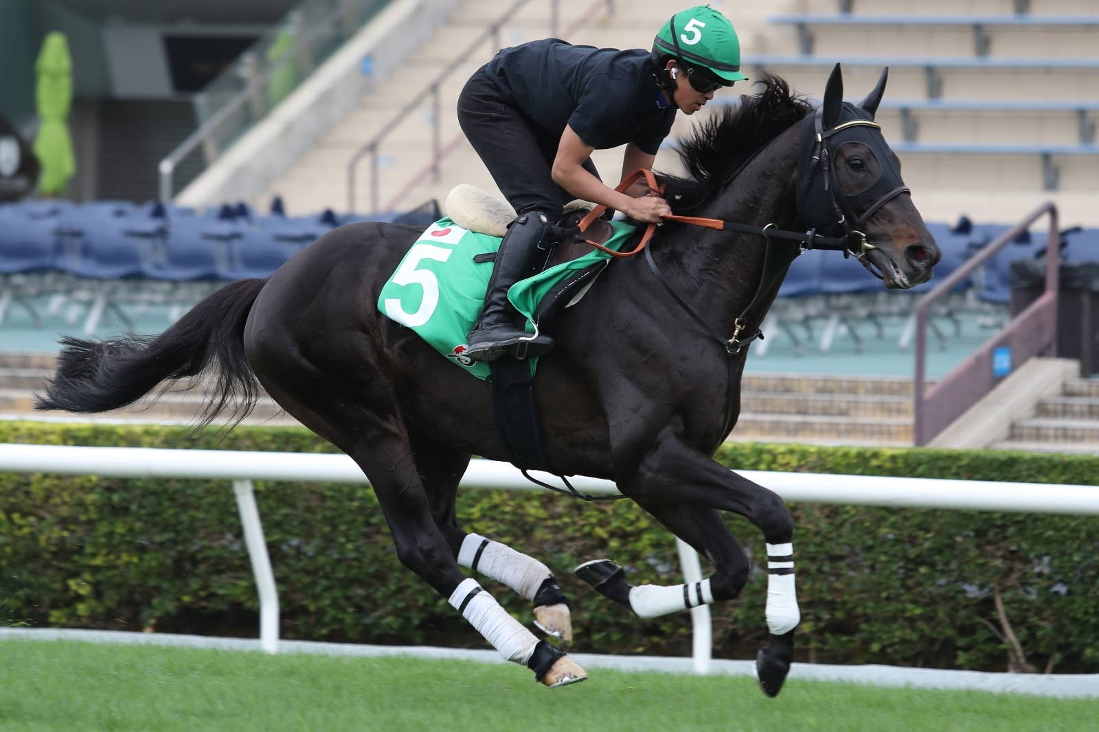 ジェラルディーナ（Geraldina） | 競馬データベース | JRA-VAN