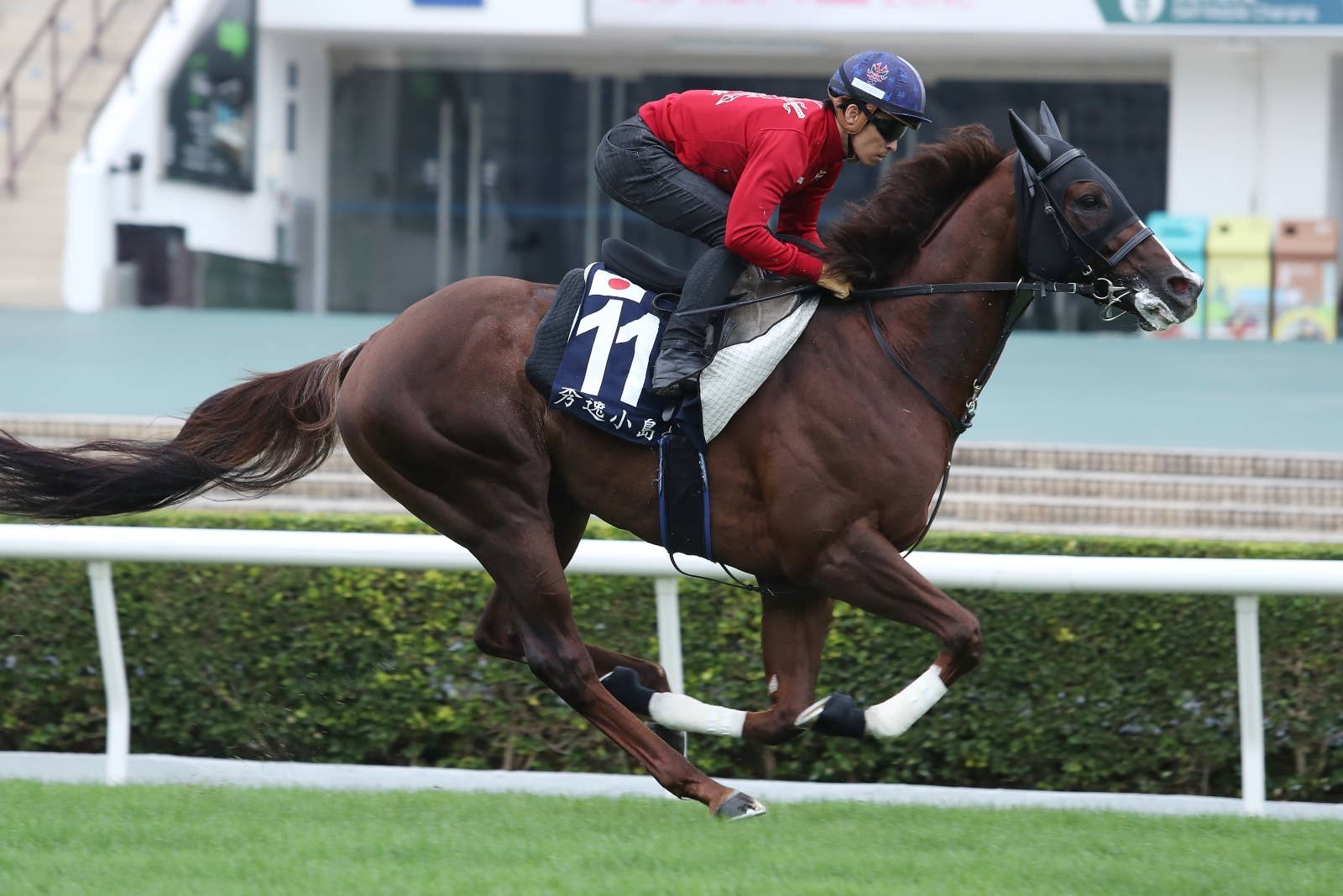 セリフォス(Serifos) | 競馬データベース | JRA-VAN World セリフォス(Serifos) | 競馬データベース | JRA-VAN World