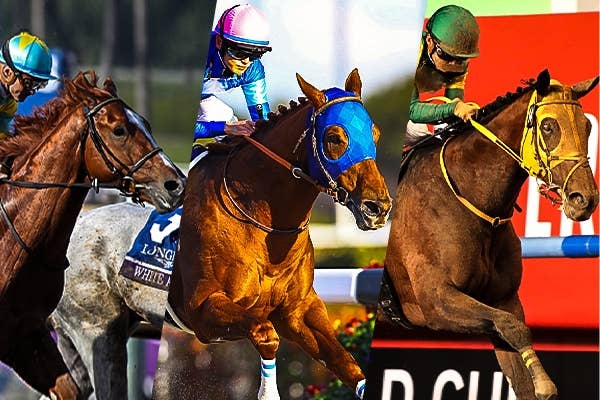 ルヴァンスレーヴ（Le Vent Se Leve） | 競馬データベース | JRA-VAN