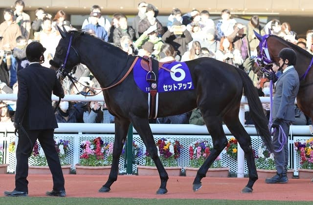 セットアップ（Set Up） | 競馬データベース | JRA-VAN World - 海外