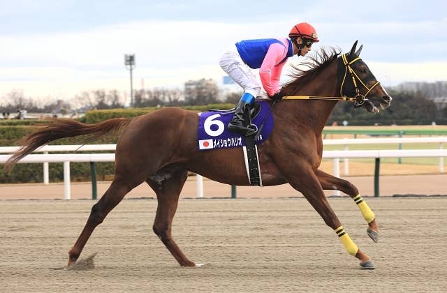 メイショウハリオ（Meisho Hario） | 競馬データベース | JRA-VAN