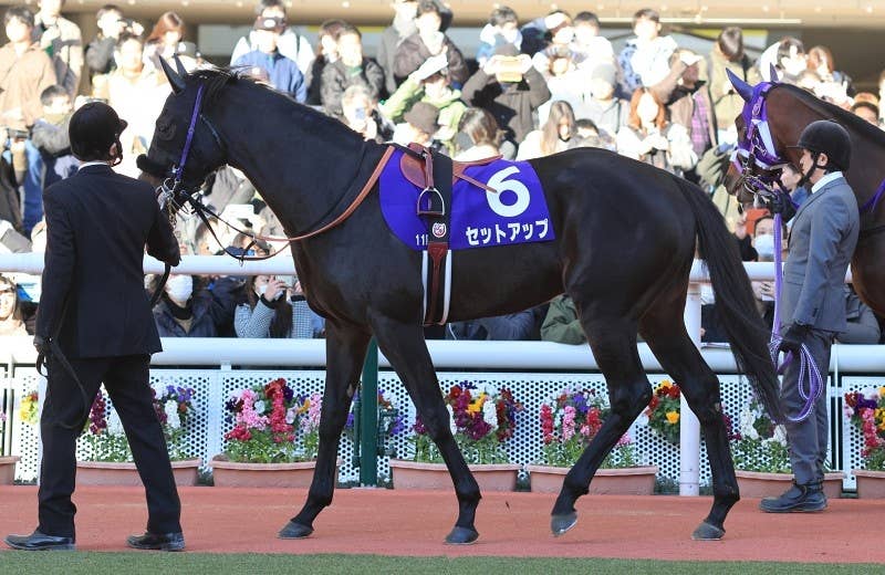 セットアップ（Set Up） | 競馬データベース | JRA-VAN World - 海外