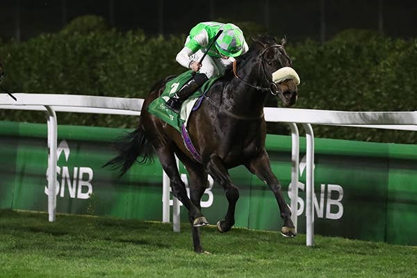 アナフ(Annaf) | 競馬データベース | JRA-VAN World - 海外 アナフ(Annaf) | 競馬データベース | JRA-VAN World - 海外