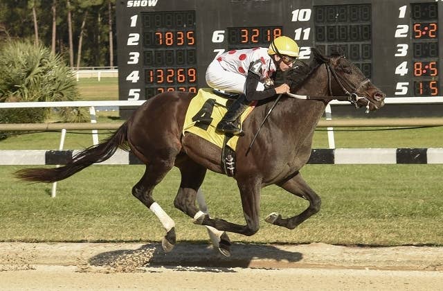 OBSマーチセール最高額落札馬は“ハットトリック産駒”ウィンウィン 