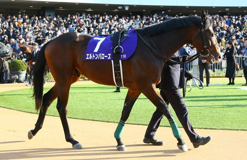 エルトンバローズ（Elton Barows） | 競馬データベース | JRA-VAN
