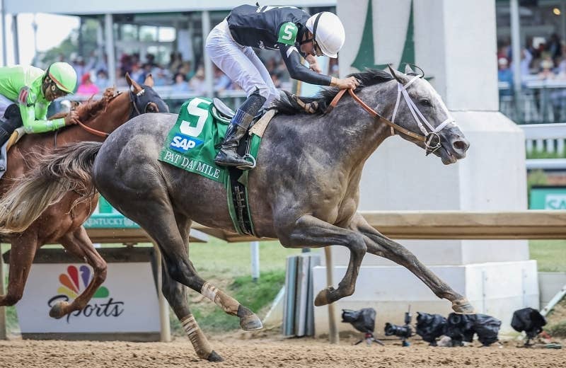シーズザグレイ（Seize The Grey） | 競馬データベース | JRA