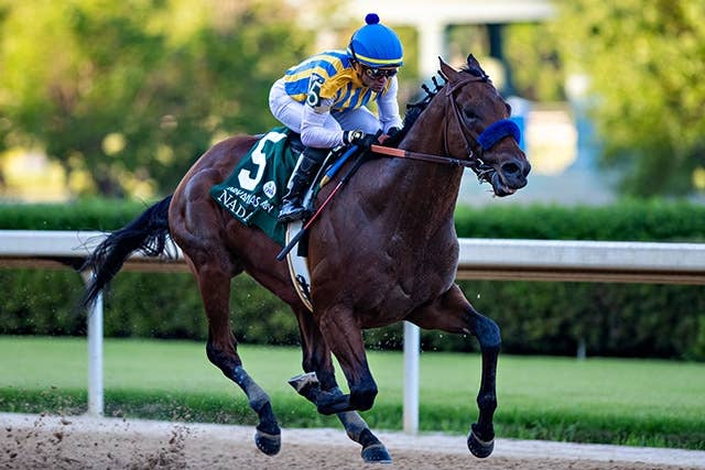 日本で種牡馬デビューの無敗馬ナダル、初年度産駒が上々スタート | JRA