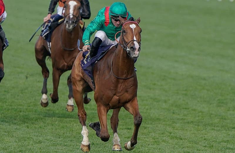 バカラ　走る馬 バカラ (Baccarat) | 競走馬データ - netkeiba